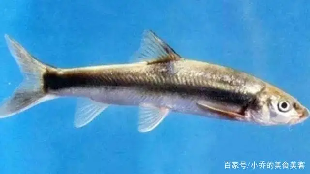 乌鳢鱼的养殖技术_养乌鱼技术视频_如何养殖乌鱼