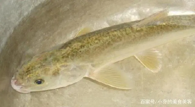 养乌鱼技术视频_如何养殖乌鱼_乌鳢鱼的养殖技术