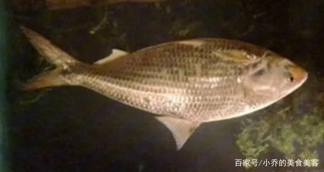 如何养殖乌鱼_乌鳢鱼的养殖技术_养乌鱼技术视频