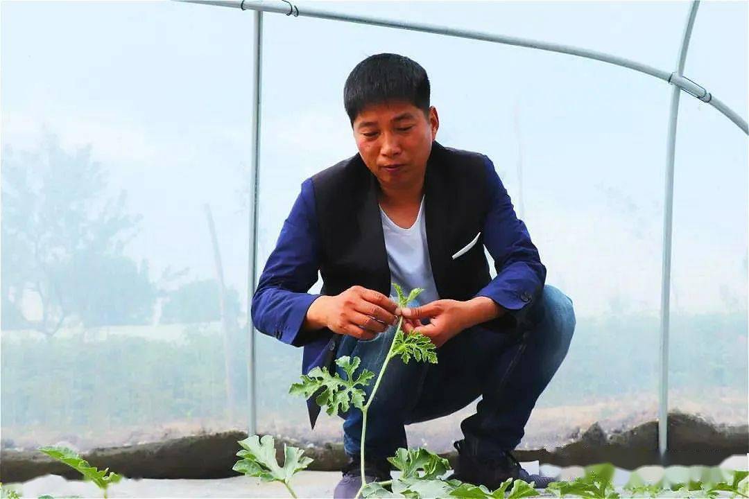 致富西瓜种植技术视频_西瓜种植致富吗_致富经西瓜种植全视频