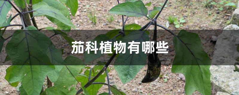 茄科植物有哪些