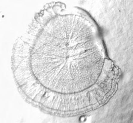 南白对虾养殖方法_南美白对虾功效_致富经南美白对虾