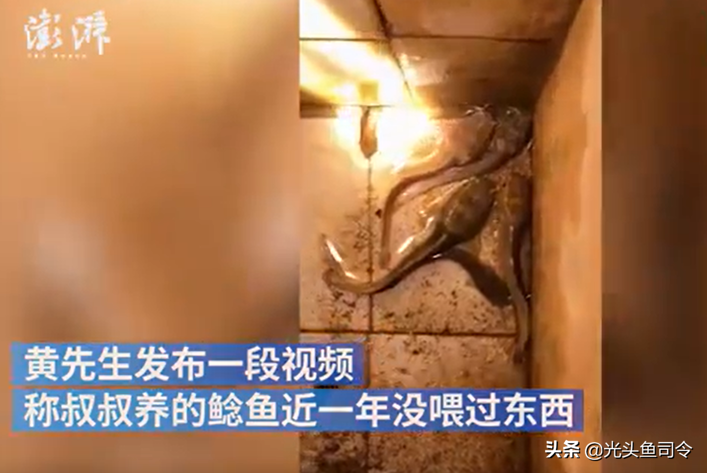 网箱养黑鱼苗视频_网箱养黑鱼每平方养几多_致富经网箱养黑鱼视频