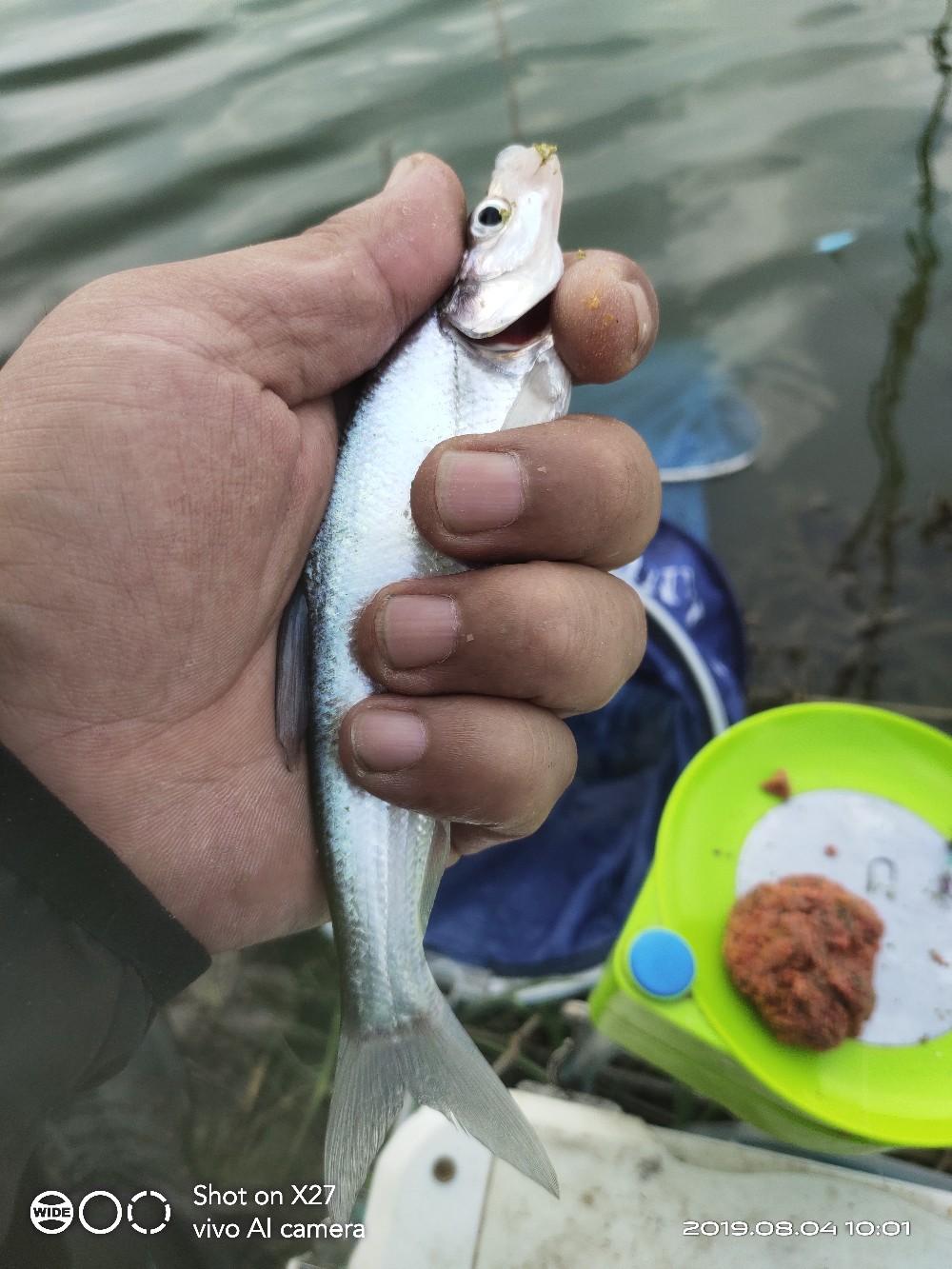 致富经网箱养黑鱼视频_网箱养黑鱼苗视频_黑鱼网箱养殖技术
