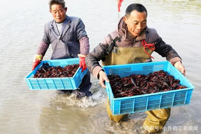 龙虾养殖场_小龙虾养殖技术公司_龙虾养殖户