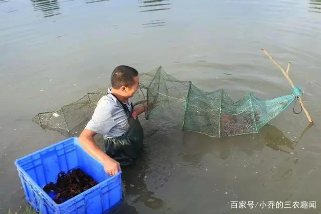 龙虾养殖户_小龙虾养殖技术公司_龙虾养殖场