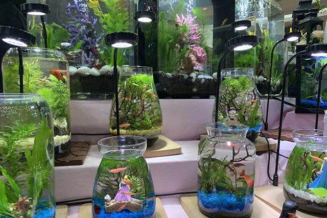 致富盆栽种植方法图片_致富经盆栽蔬菜视频_种植盆栽致富方法