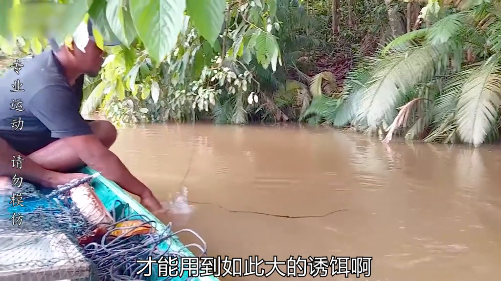 花鲶和鲶鱼的区别_水花鱼的养殖技术_鲶鱼水花养殖技术