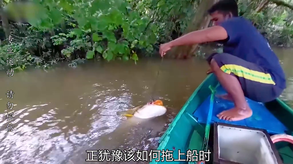 鲶鱼水花养殖技术_花鲶和鲶鱼的区别_水花鱼的养殖技术