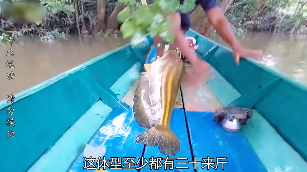 鲶鱼水花养殖技术_花鲶和鲶鱼的区别_水花鱼的养殖技术