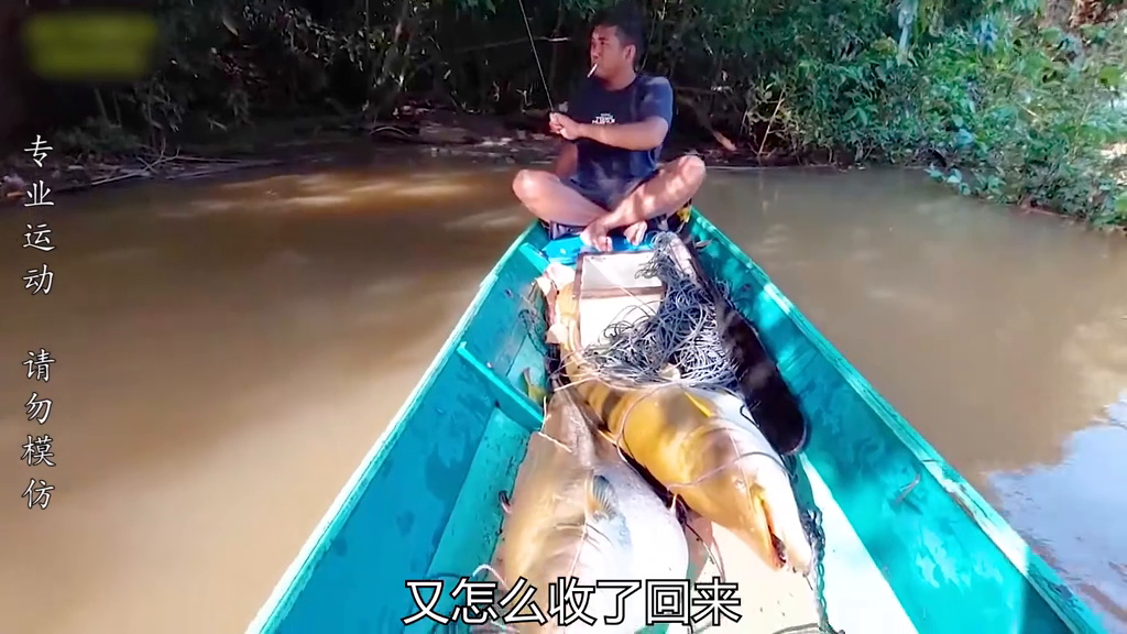 水花鱼的养殖技术_鲶鱼水花养殖技术_花鲶和鲶鱼的区别