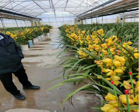 种花致富经_致富门路花卉种植_花卉致富种植门路图