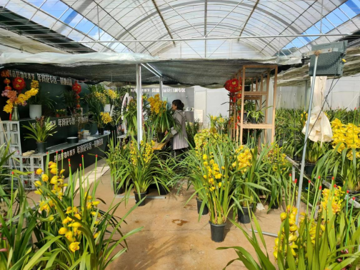 花卉致富种植门路图_种花致富经_致富门路花卉种植