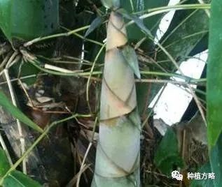 种植冬笋技术要点_冬笋怎么种植技术_种冬笋的方法及管理