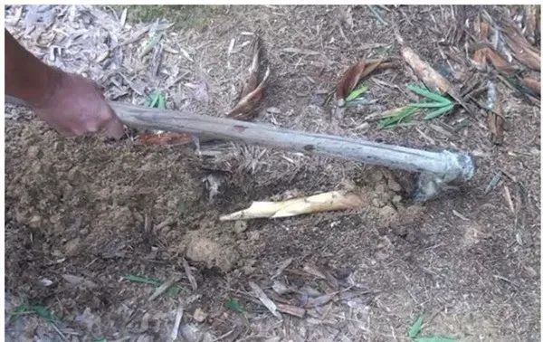 冬笋怎么种植技术_种植冬笋技术与管理_种植冬笋技术要点