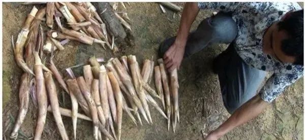 种植冬笋技术与管理_种植冬笋技术要点_冬笋怎么种植技术