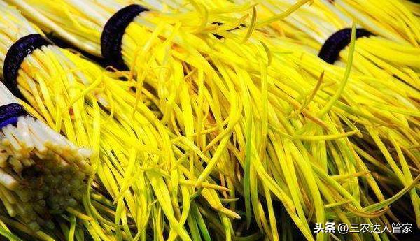 种植广东技术韭黄怎么样_广东韭黄种植技术_南方韭黄种植技术视频