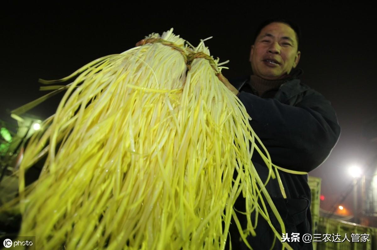 广东韭黄种植技术_种植广东技术韭黄怎么样_南方韭黄种植技术视频