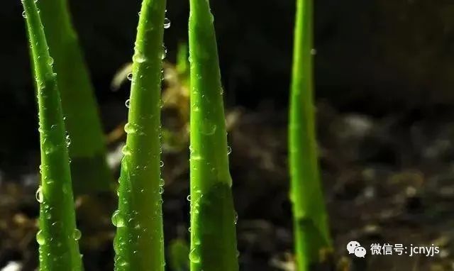 种植冬笋技术要点_冬笋怎么种植技术_如何种植冬笋
