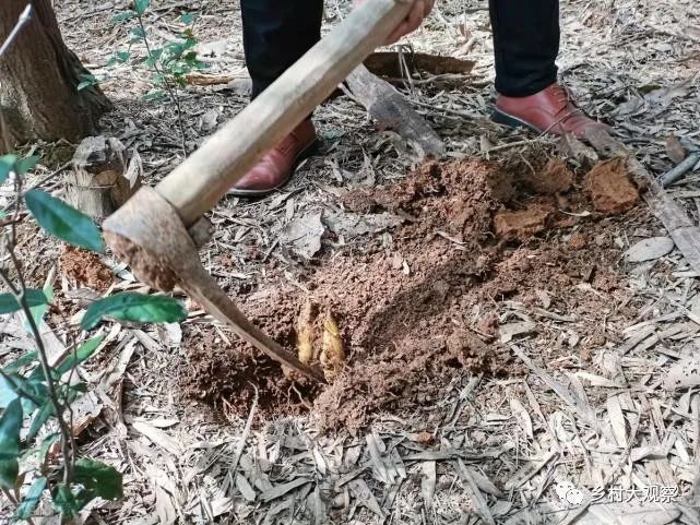 立冬后能挖冬笋了吗？什么地方的冬笋最多？如何快速找到冬笋？