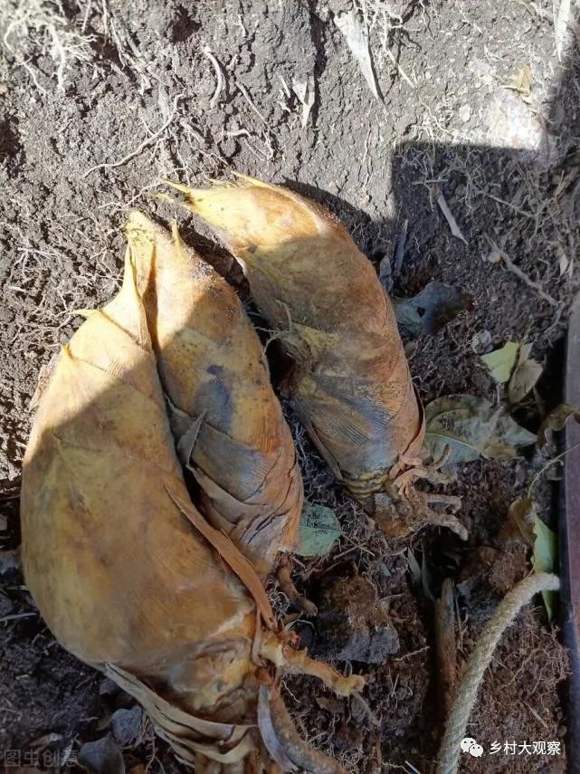 种植冬笋技术视频_冬笋怎么种植技术_如何种植冬笋