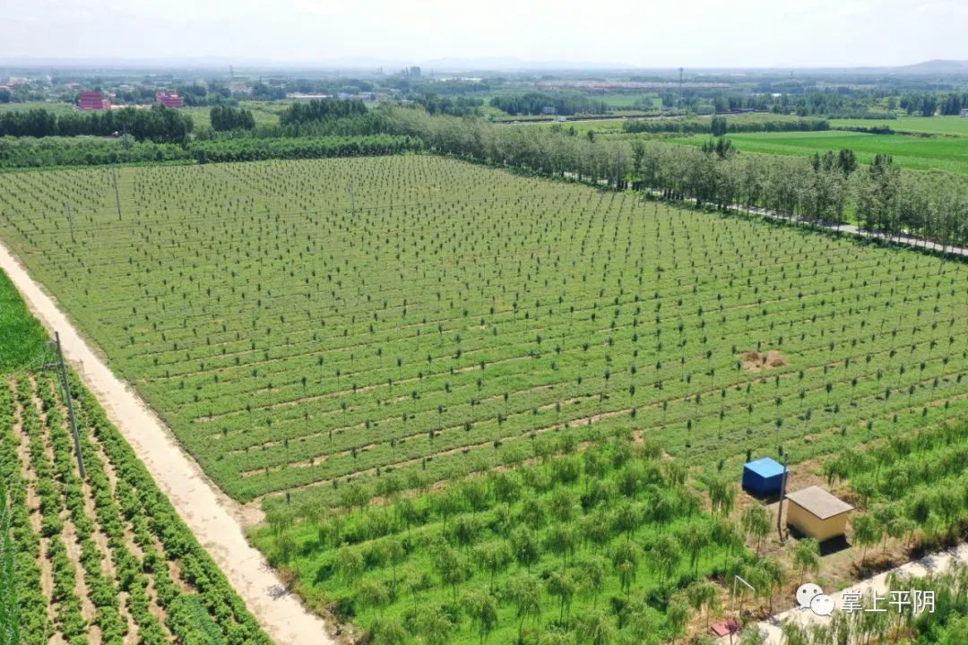中药种植致富宝_中药材种植致富经_致富中药种植宝典下载