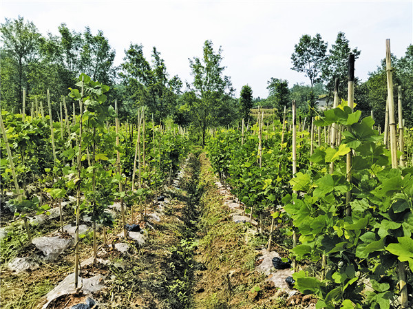 葛根种植带动村民增收致富