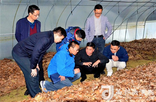 致富经种植视频全集_致富经种植药材_细辛种植致富实例图