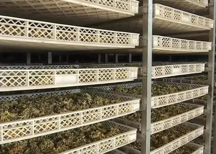 致富中药种植宝典视频_致富中药种植宝典下载_中药种植致富宝