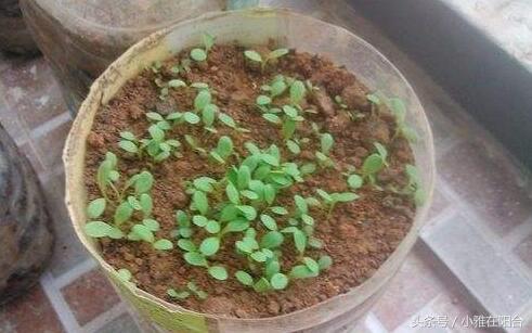 青蒜苗种植技术视频_视频种植青蒜苗技术要点_青蒜苗的种植技术视频