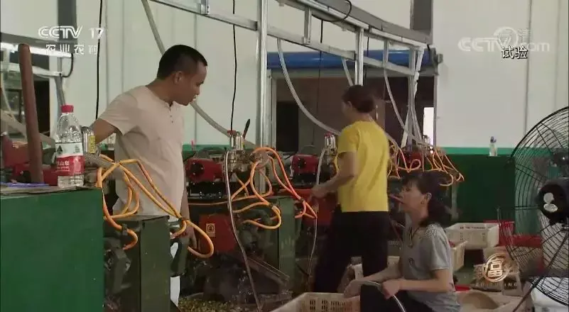 致富经神奇的莲子_致富神奇莲子图片_致富经神奇的莲子