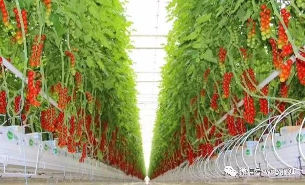 温室工程技术, 种植参考：全国设施蔬菜种植面积和分布情况