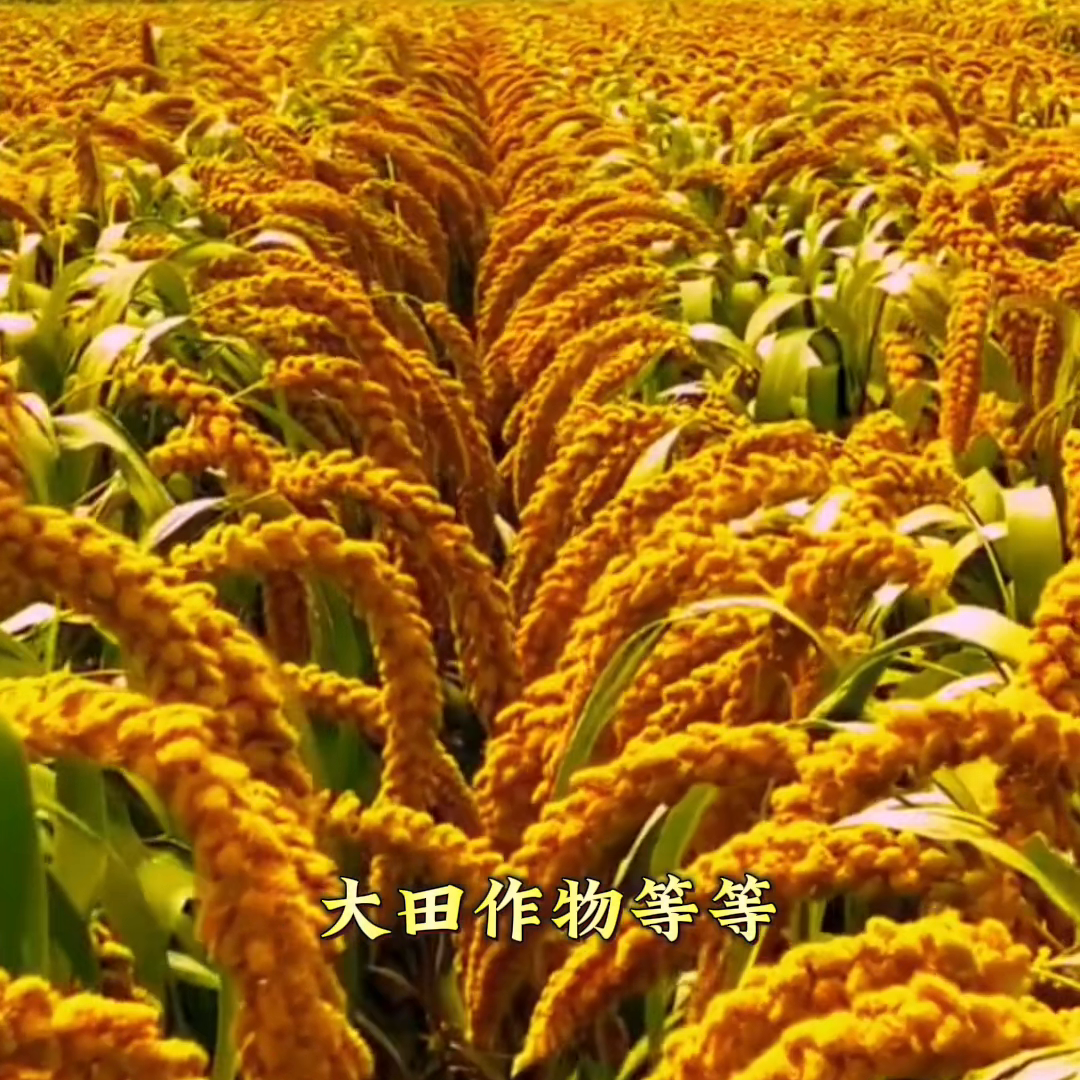 青蒜的种植视频_青蒜苗的种植技术视频_青蒜苗种植技术视频