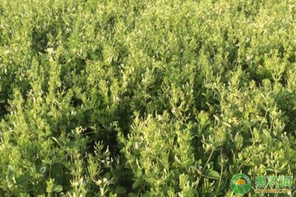 金银花的育苗技术-图片版权归惠农网所有
