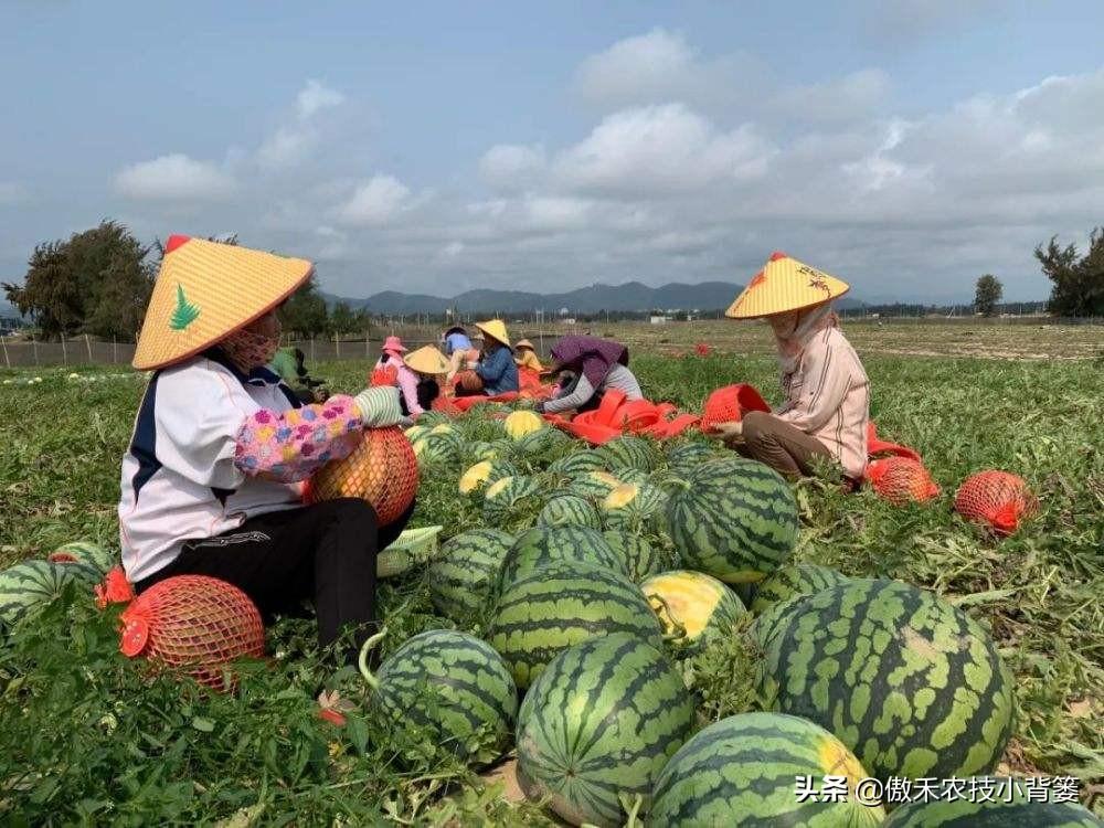 西瓜种植基肥技术与管理_西瓜种植技术基肥_西瓜种植基肥技术视频