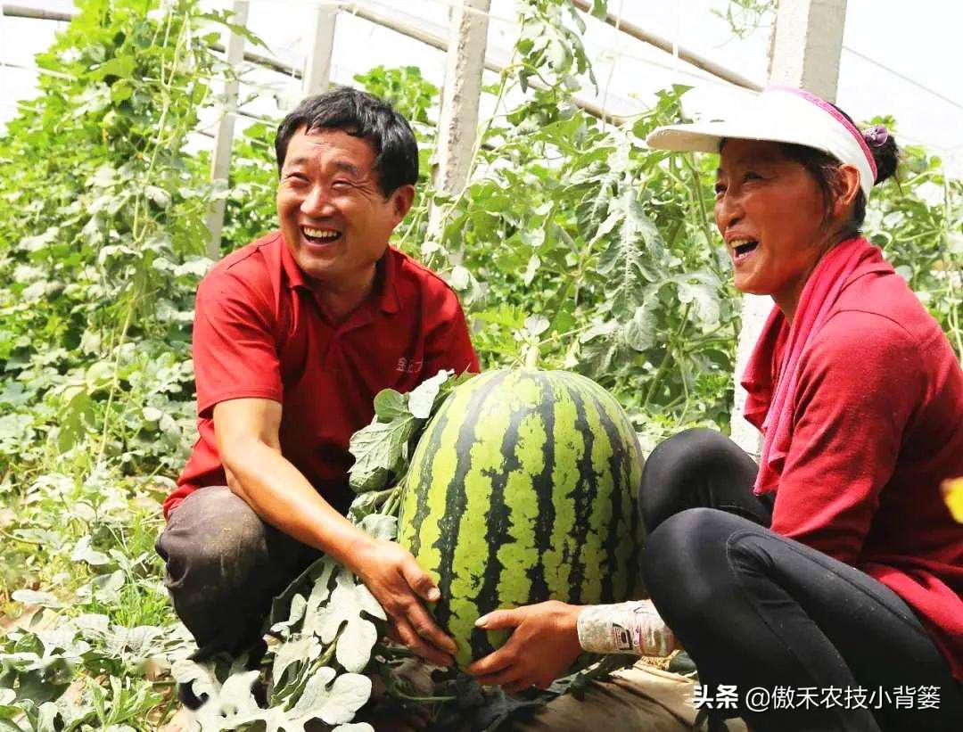 西瓜种植基肥技术视频_西瓜种植基肥技术与管理_西瓜种植技术基肥