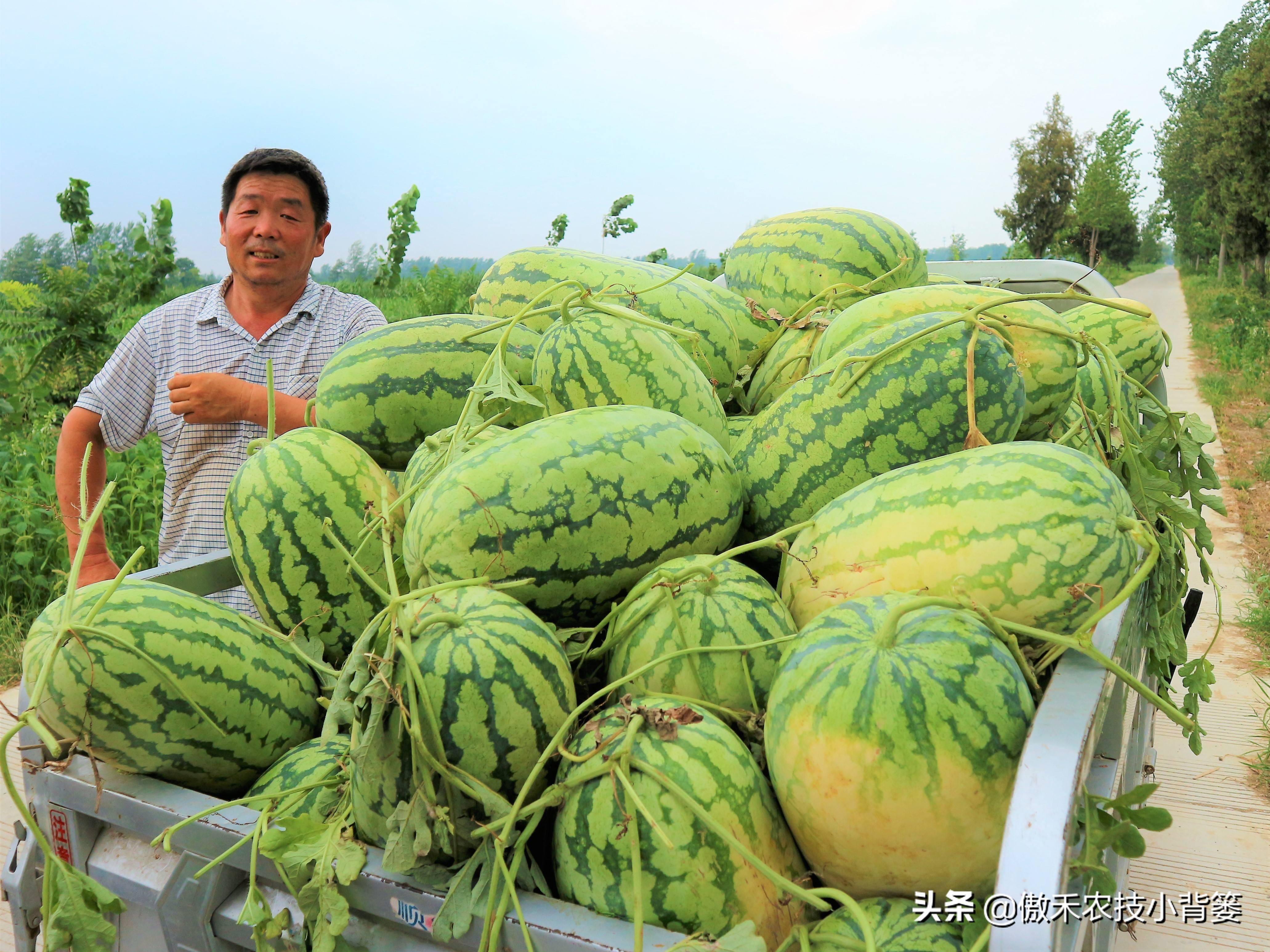 西瓜种植基肥技术与管理_西瓜种植基肥技术视频_西瓜种植技术基肥