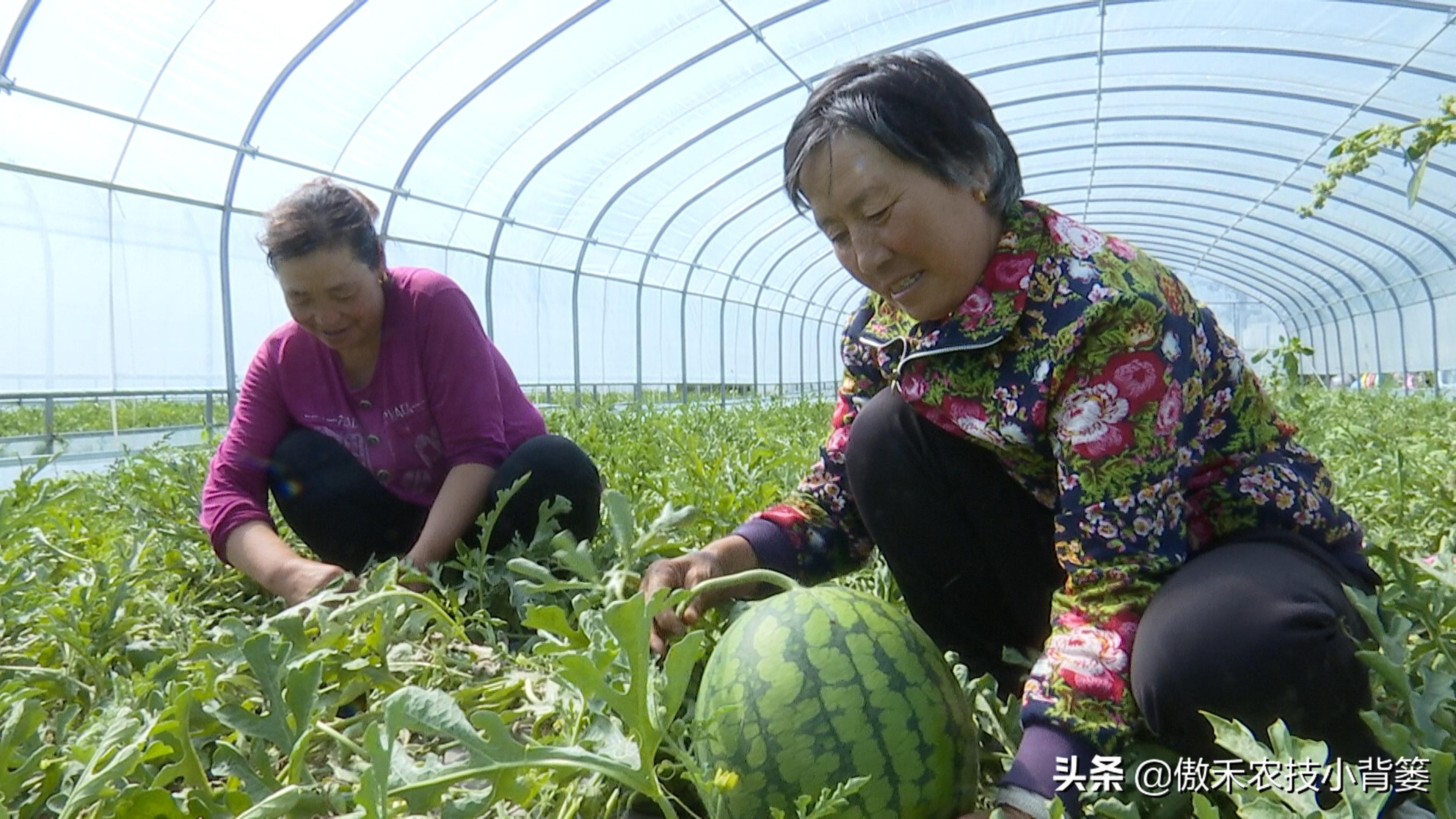 西瓜种植技术基肥_西瓜种植基肥技术与管理_西瓜种植基肥技术视频