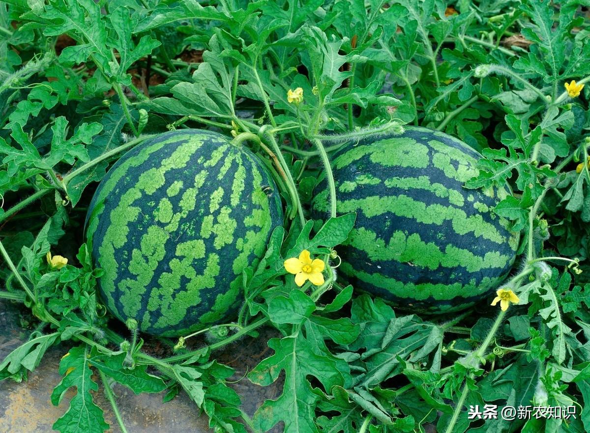 西瓜种植技术基肥_种西瓜基肥用什么肥好_西瓜种植基肥技术视频