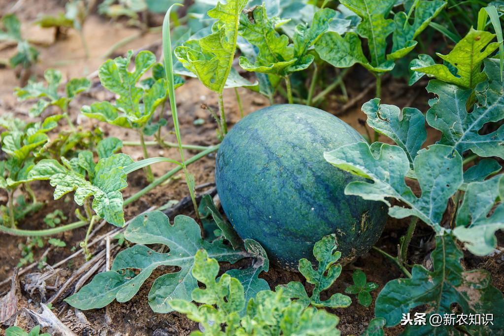 种西瓜基肥用什么肥好_西瓜种植基肥技术视频_西瓜种植技术基肥