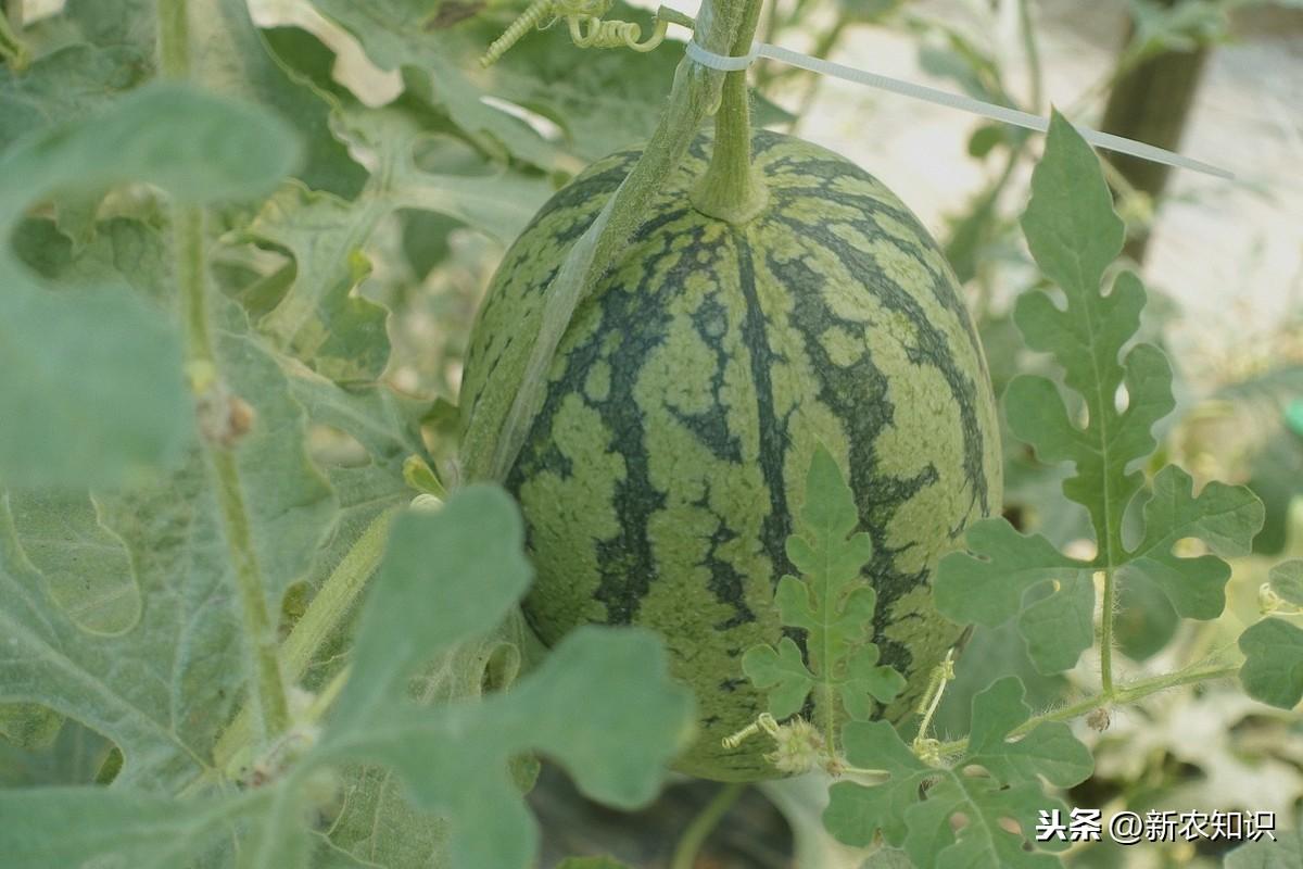 西瓜种植基肥技术视频_西瓜种植技术基肥_种西瓜基肥用什么肥好