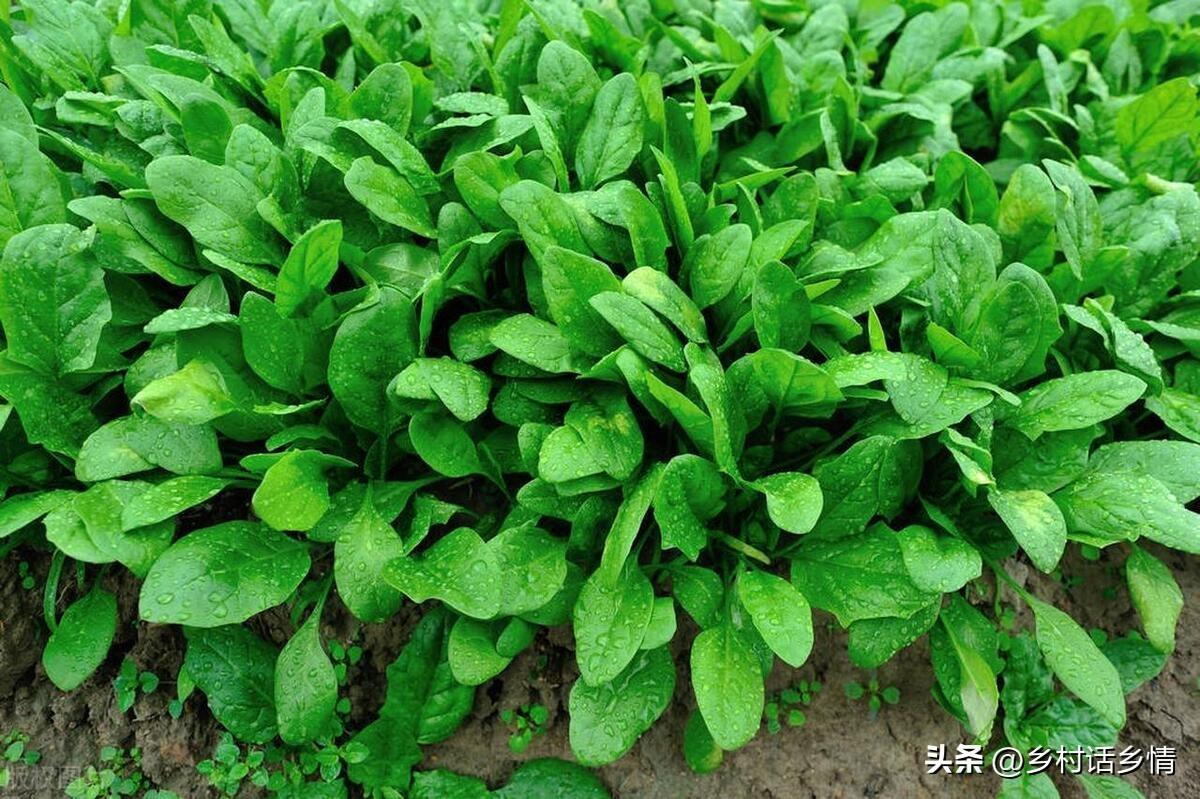 香菜夏季种植技术视频_秋香菜的种植技术_香菜秋季种植方法和时间