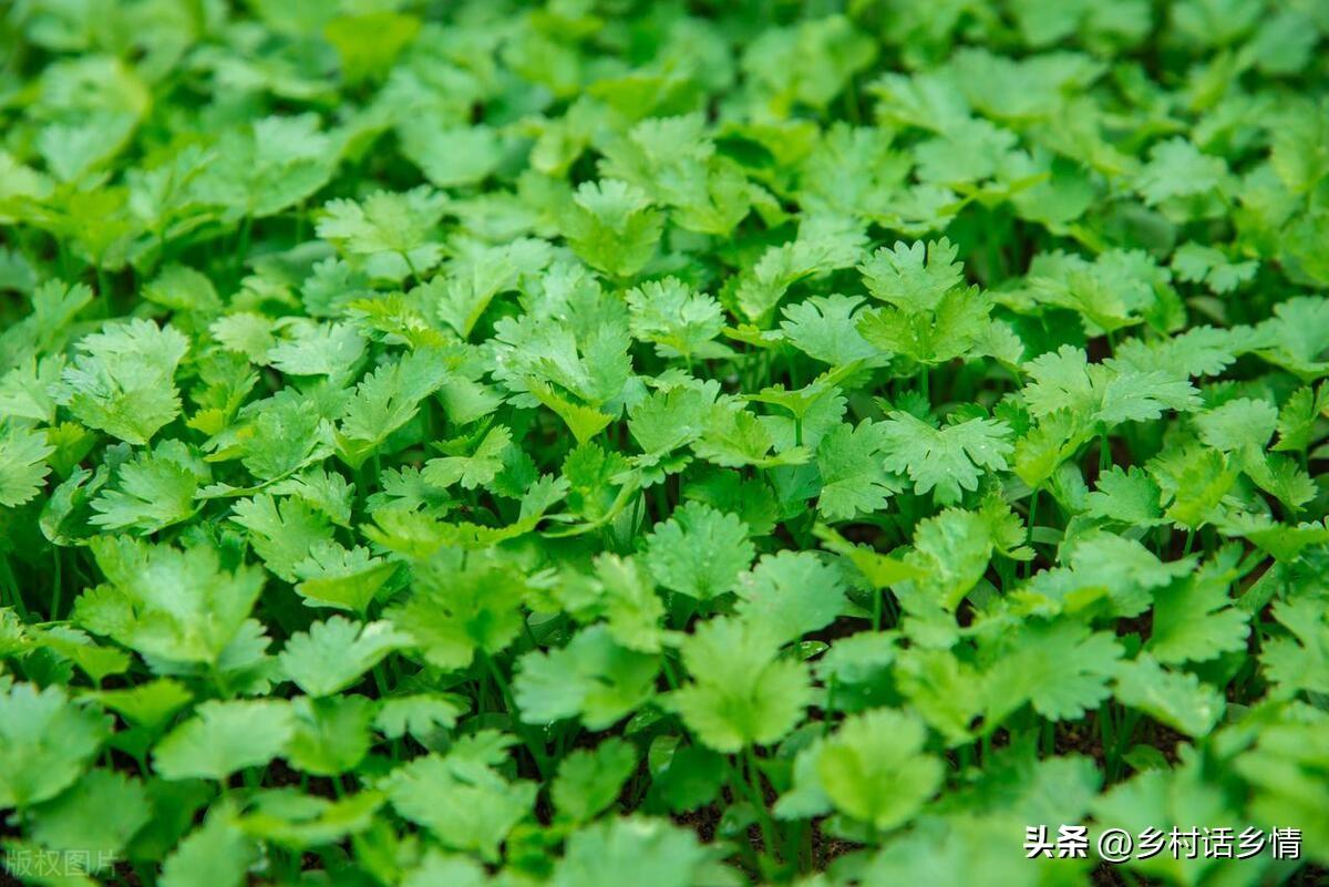 秋香菜的种植技术_香菜夏季种植技术视频_秋季种香菜几天出苗