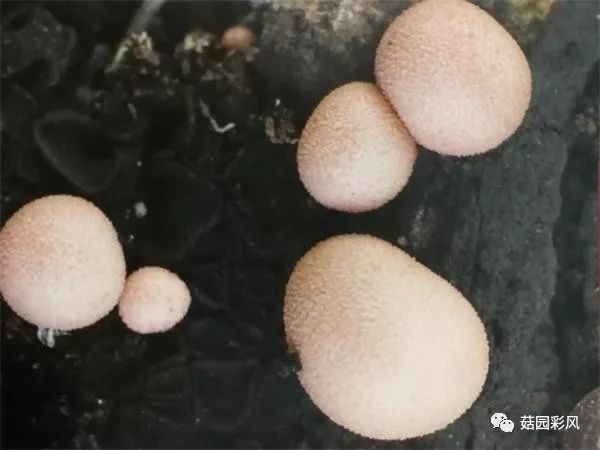 黑平菇种植技术视频_平菇种植技术视频教程网盘_如何种植平菇视频教程