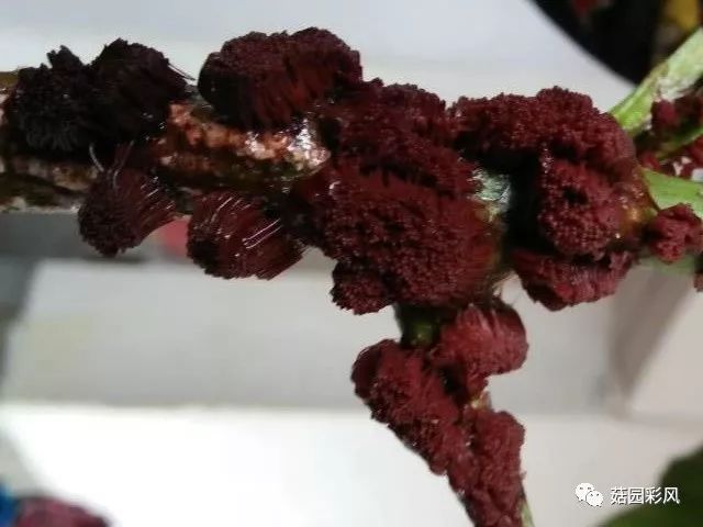 黑平菇种植技术视频_如何种植平菇视频教程_平菇种植技术视频教程网盘