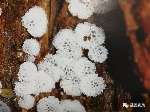 平菇种植技术视频教程网盘_黑平菇种植技术视频_如何种植平菇视频教程