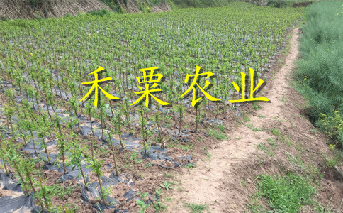 湖北武汉脆红李树苗哪里有卖-_3公分脆红李子苗种植技术。