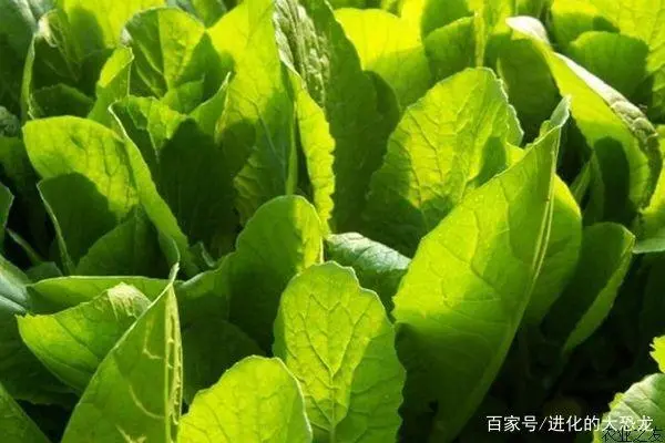 白菜种植管理技术小论文范文_白菜种植管理技术小结怎么写_小白菜种植技术和管理