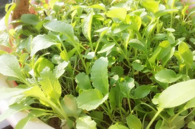 白菜种植管理技术小结怎么写_白菜种植管理技术小论文范文_小白菜种植技术和管理