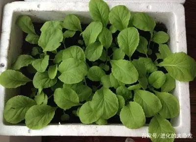 白菜种植管理技术小论文范文_白菜种植管理技术小结怎么写_小白菜种植技术和管理